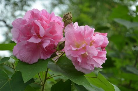 芙蓉如何照顧